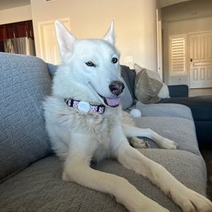 Meet your Posher, Sierra